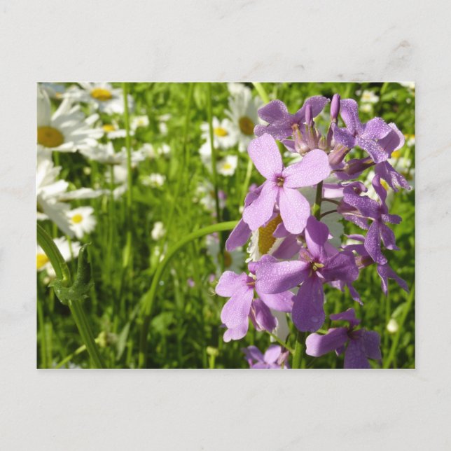 Cartão Postal Summer Lilac e Daisies (Frente)