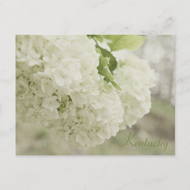 Cartão Postal Summer Snow por JerseyFawn (Frente)