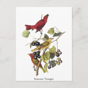 Cartão Postal Summer Tanager por John Audubon