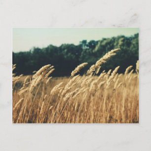 Cartão Postal Summerfield