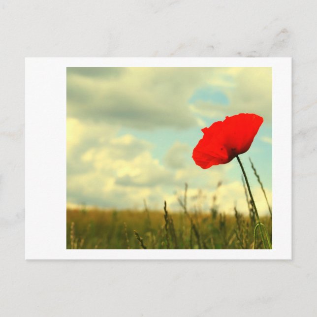 Cartão Postal SummerSonho (Frente)