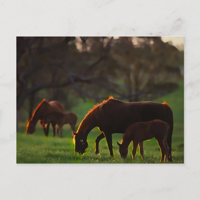 Cartão Postal Sun beijou (Frente)