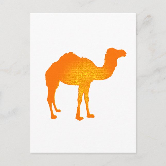 Cartão Postal Sun Camel (Frente)