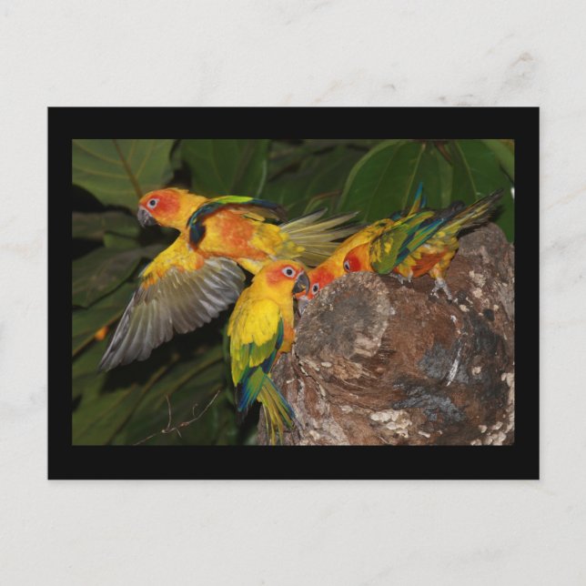 Cartão Postal Sun Conures (Frente)