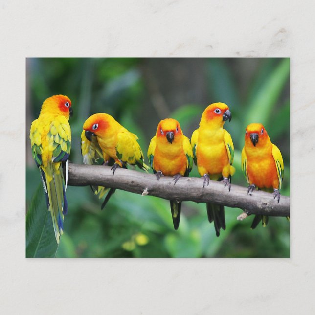 Cartão Postal Sun Conures (Frente)