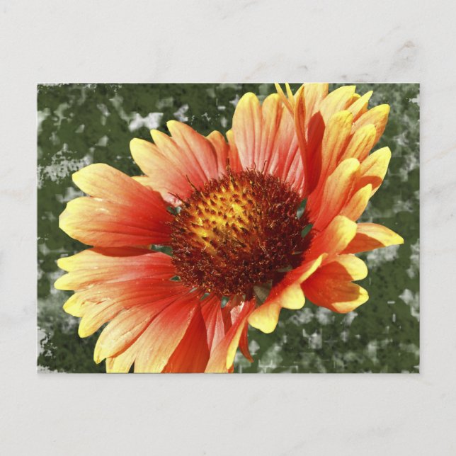 Cartão Postal Sun Drened Gaillardia (Frente)