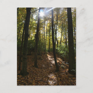 Cartão Postal Sun percorrendo as árvores Cartão-postal