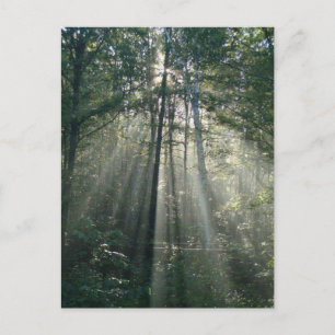 Cartão postal Sun Rays Through Trees Ontário