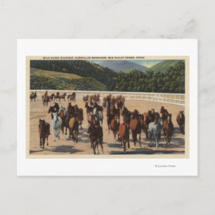 Cartão Postal Sun Valley, ID - Wild Horse Roundup