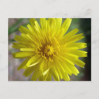 Cartão Postal Sunburst Dew