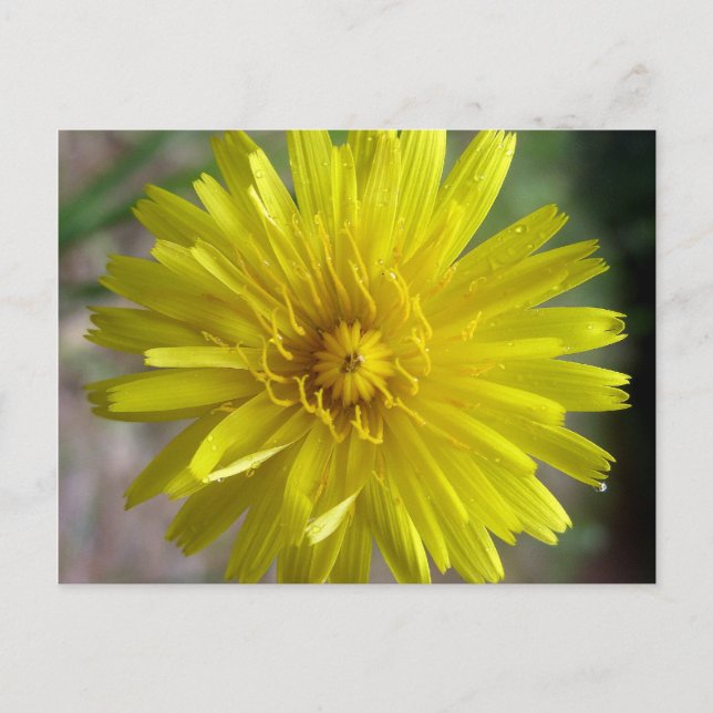 Cartão Postal Sunburst Dew (Frente)