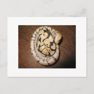 Cartão Postal Sundin Ball Pythons