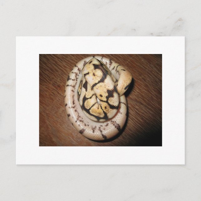 Cartão Postal Sundin Ball Pythons (Frente)