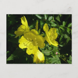 Cartão Postal Sundrops Primrose Elementos de Coordenação