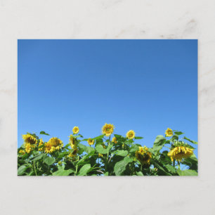Cartão Postal Sunflower