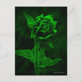 Cartão Postal "Sunflower Bud" 