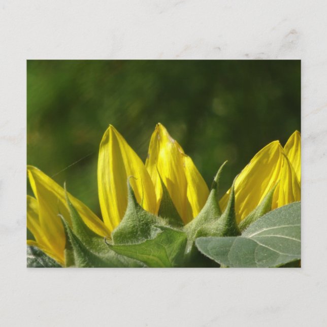 Cartão postal Sunflower DIY (Frente)