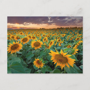 Cartão Postal Sunflower Field em Longmont, Colorado