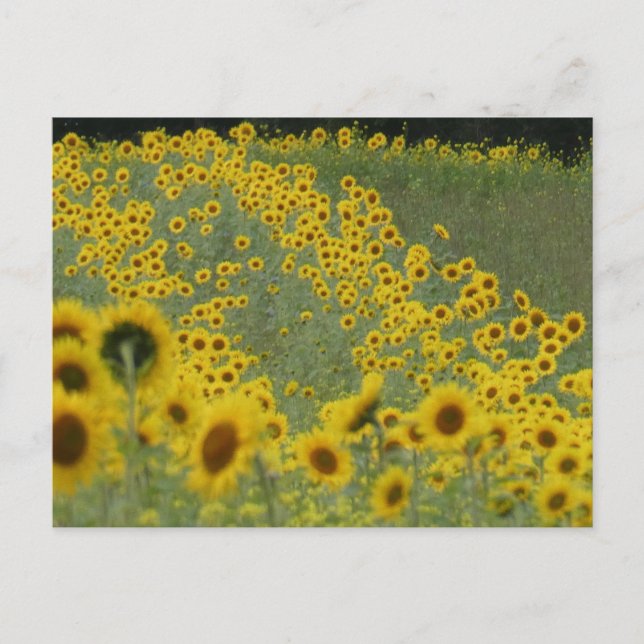 Cartão Postal Sunflower Field in Rows DIY Postcard (Frente)