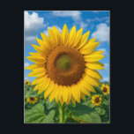 CARTÃO POSTAL SUNFLOWER FIELD POSTCARD<br><div class="desc">SUNFLOWER POSTCARD</div>