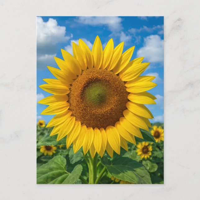 CARTÃO POSTAL SUNFLOWER FIELD POSTCARD (Frente)
