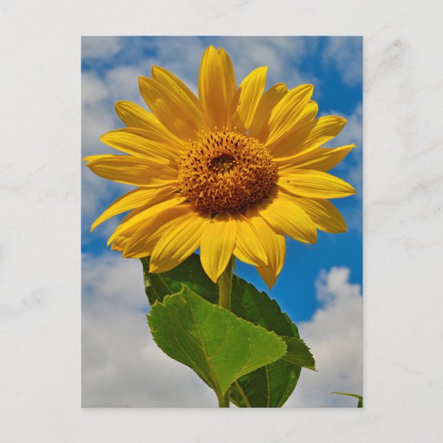 Cartão Postal Sunflower Floral Botânica Elegante Brilhante Verão (Frente)
