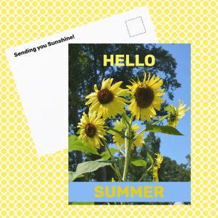 Cartão Postal Sunflower Hello Summer Fotografia Floral