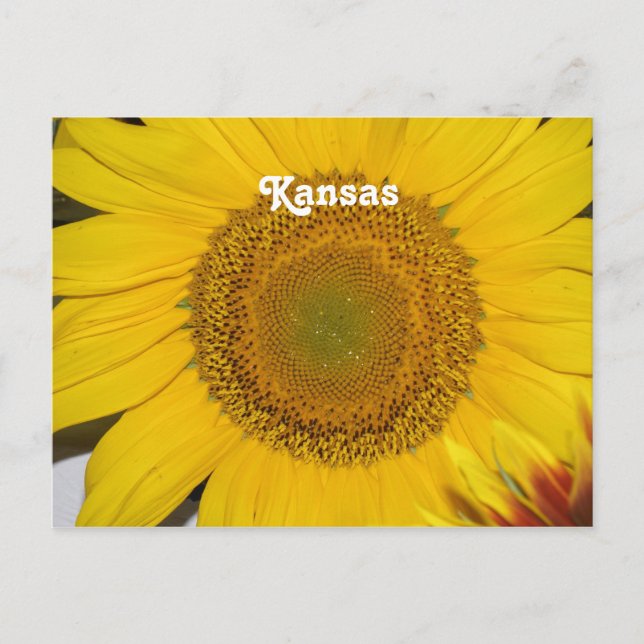 Cartão Postal Sunflower no Kansas (Frente)