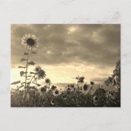 Cartão Postal Sunflower orgulhoso em Sunset - Cartão-postal