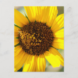 Cartão Postal Sunflowers 