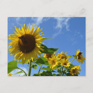 Cartão Postal Sunflowers & Butterflies
