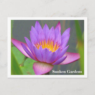 Cartão Postal Sunken Gardens Purple Water Lily 2008 #86n 086