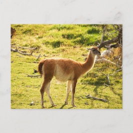 Cartão Postal Sunlight Guanacos