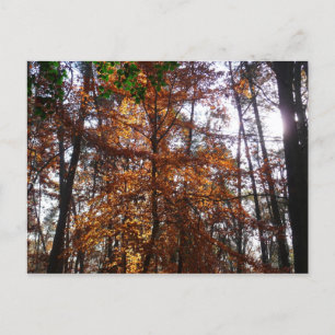 Cartão Postal Sunlight Through Fall Tree (Ponta de Sol por Queda