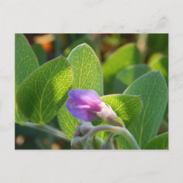 Cartão Postal Sunlit