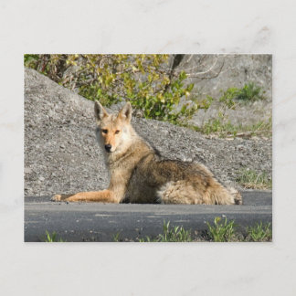 Cartão Postal Sunning Coyote