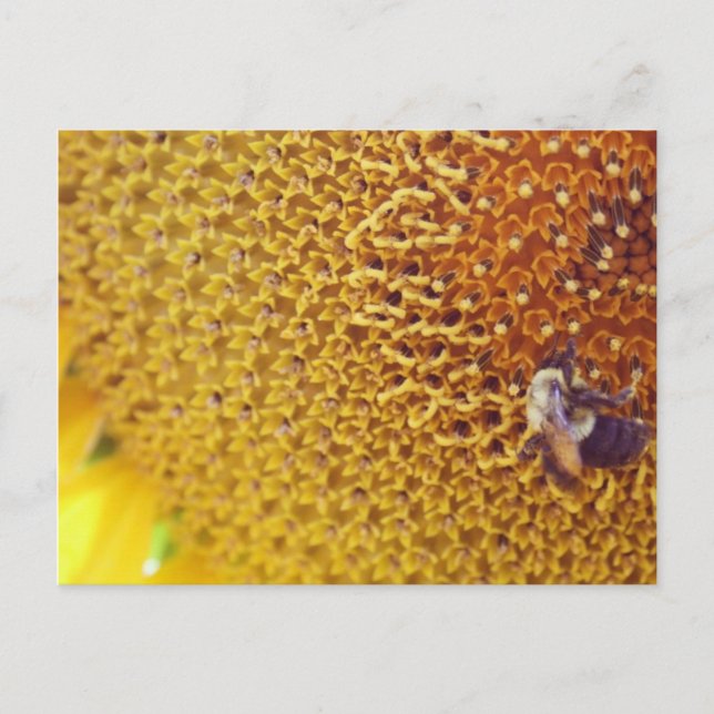 Cartão Postal Sunny (Frente)