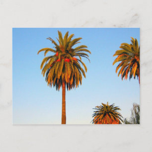 Cartão postal Sunny California Palm Trees