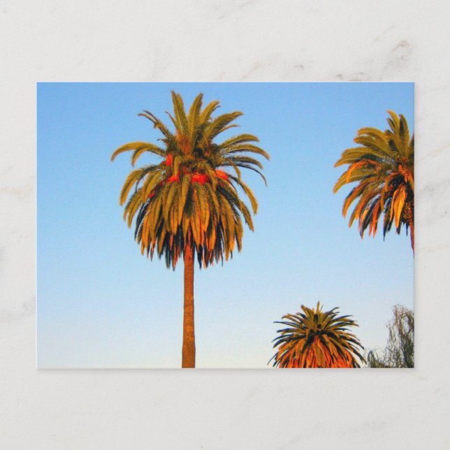 Cartão postal Sunny California Palm Trees (Frente)