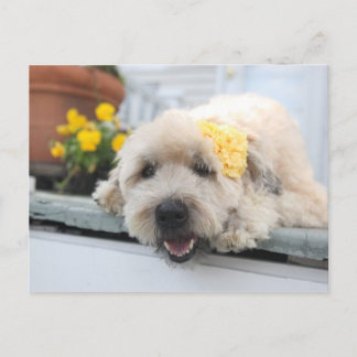 Cartão Postal Sunny Day Wheaton