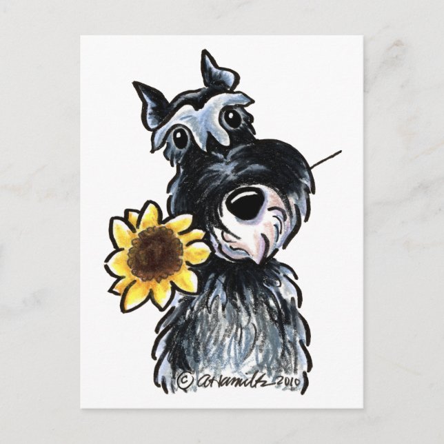 Cartão Postal Sunny Schnauzer Clássico (Frente)