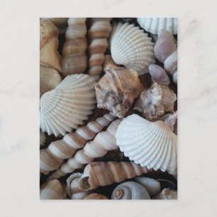 Cartão Postal Sunny Seashells Collection Nature Summer