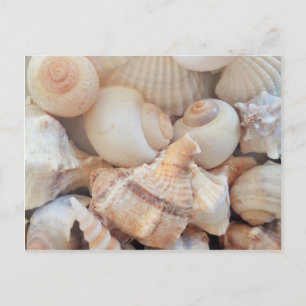 Cartão Postal Sunny Summer Seasheles, Sea Shells Beach Love