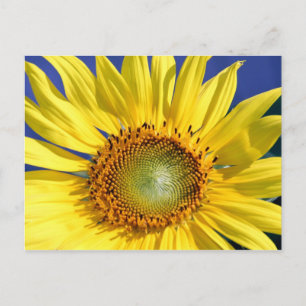 Cartão postal Sunny Sunflower
