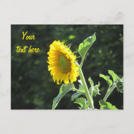 Cartão Postal Sunny Sunflower in cheio Bloom
