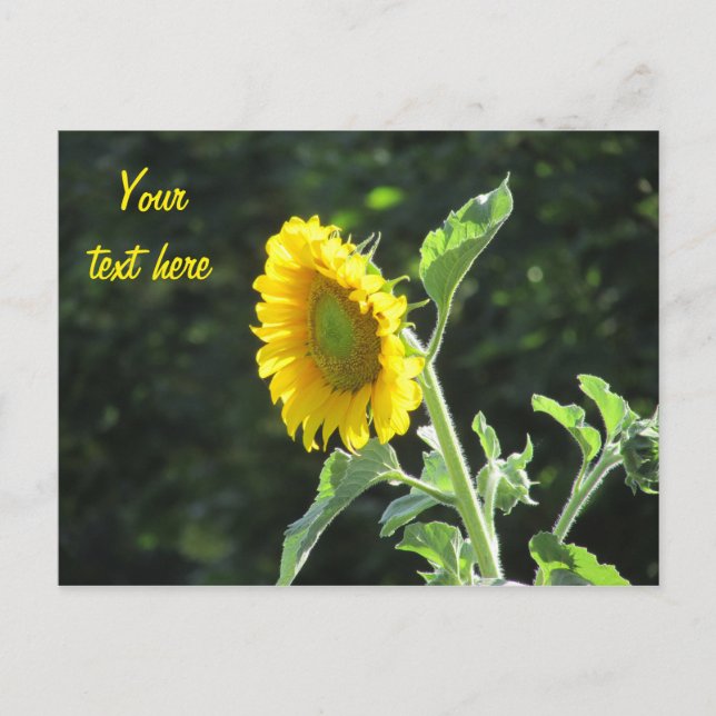 Cartão Postal Sunny Sunflower in cheio Bloom (Frente)
