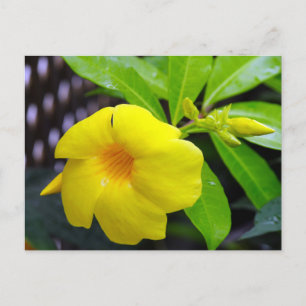 Cartão Postal Sunny Yellow Mandevilla