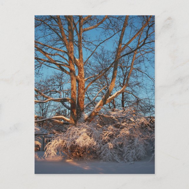 Cartão Postal Sunrise, neve e Sycamore (Frente)