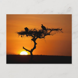 Cartão Postal Sunrise no Masai Mara, Quênia