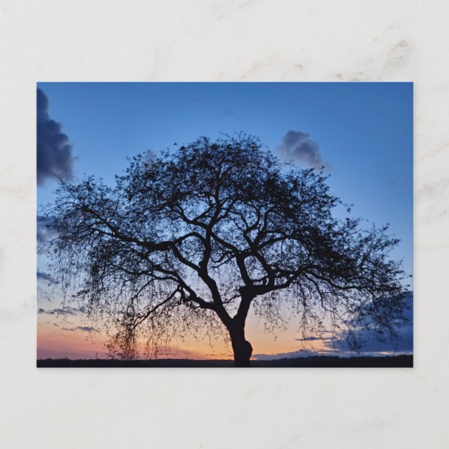 Cartão Postal Sunset (Frente)